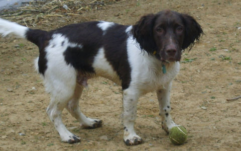 Jake - Missing Doggie