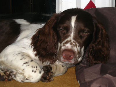Lost Doggie 'Puppy'