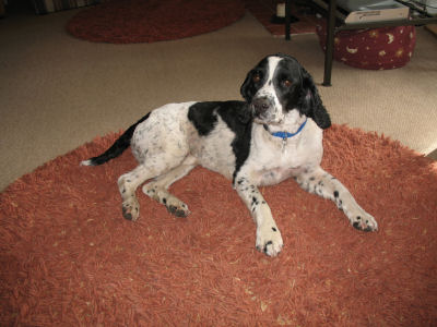 Missing Doggie