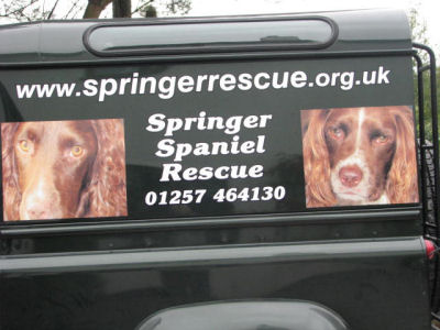 Springer Spaniel Rescue