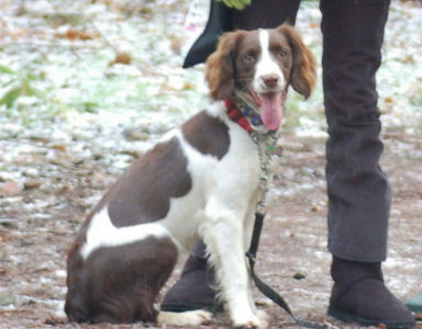 Missing Doggie